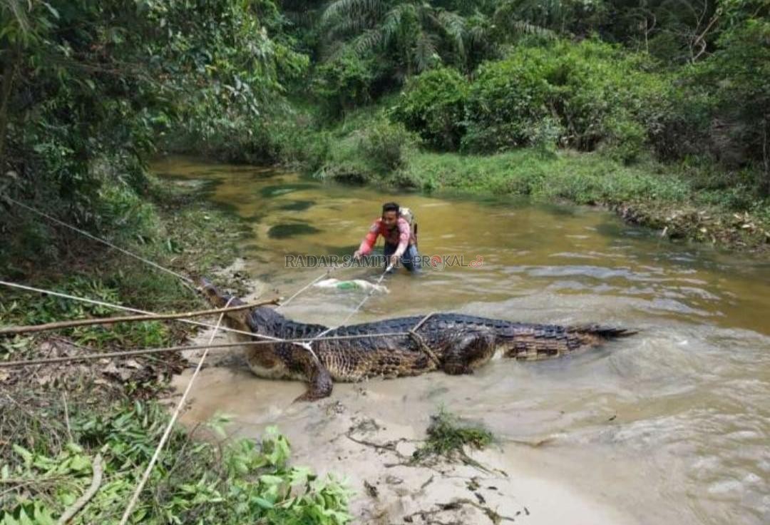 Warga Di Riau Buruh Buaya Yang Meresahkan Pukul Mulut Buaya